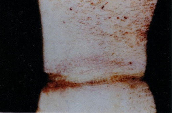 Kenneth Michael Trentadue 5